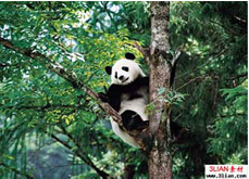 Panda Garden of Beijing Zoo